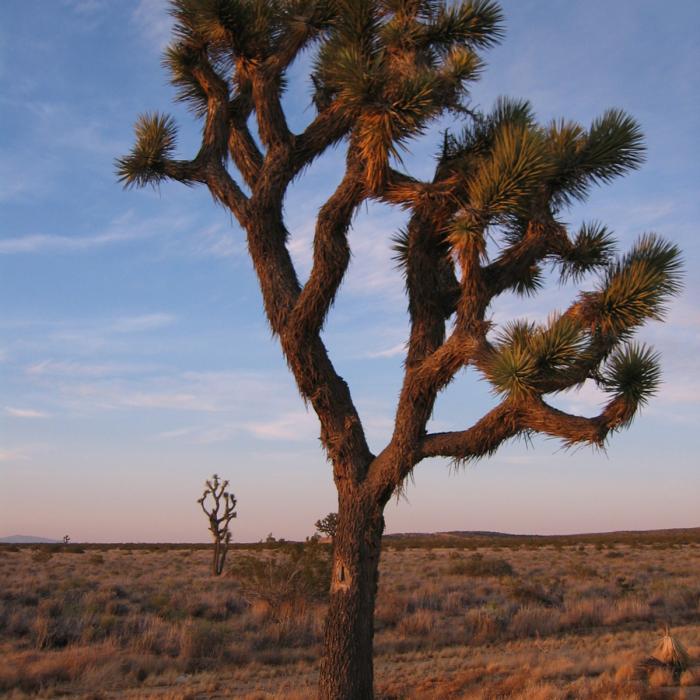 Joshua Tree National Park