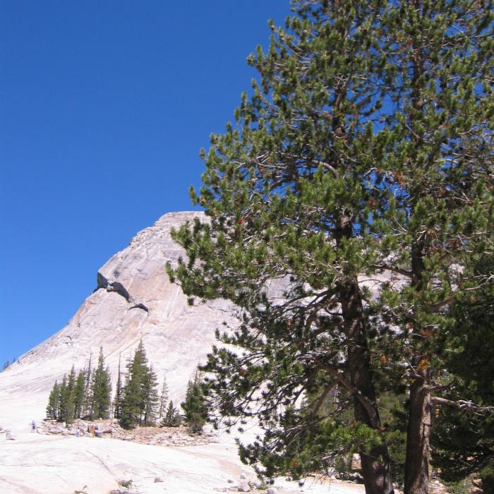 Yosemite Park California