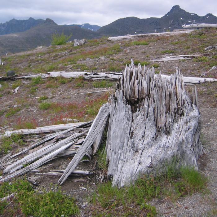 Mount St. Helens Tree Exposed