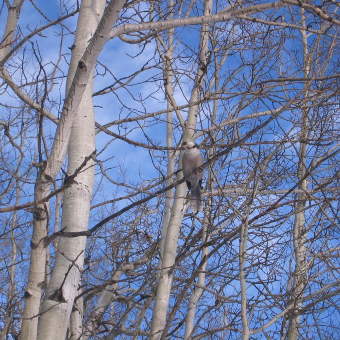 Whiskey Jack In Poplar Trees