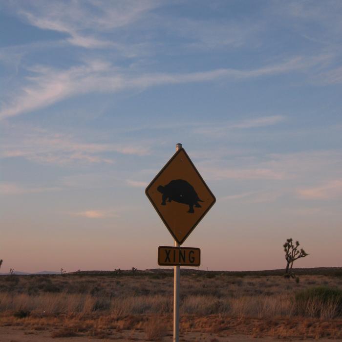 Turtle Crossing California